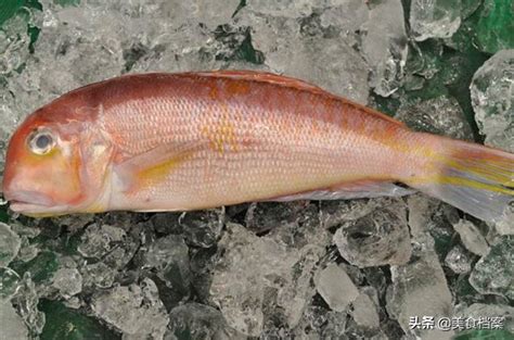 魚的品種|我們常吃的33種海魚名稱和圖片大全，你認識多少種、。